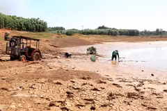 Le réservoir de An Hôi, situé dans la province de Quang Ngai, est à sec et cesse d’ alimenter les stations de pompage, livrant les rizières de la saison été-automne à une sécheresse implacable. Photo: VNA