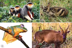 Le Parc national de Vu Quang est reconnu comme l’un des joyaux de la biodiversité du Vietnam. Photo : CTV/CVN