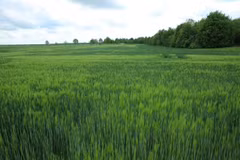 Un champ de blé vert à Mersebourg, en Saxe-Anhalt (Allemagne). Photo diffusée par la VNA