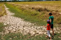 Sécheresse dans le delta du Mékong, en juin 2026. Un fort épisode El Niño accroît les risques de chaleur et de pénurie d'eau au Vietnam. Photo : thanhnien.vn