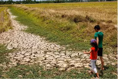 Sécheresse dans le delta du Mékong, en juin 2026. Un fort épisode El Niño accroît les risques de chaleur et de pénurie d'eau au Vietnam. Photo : thanhnien.vn