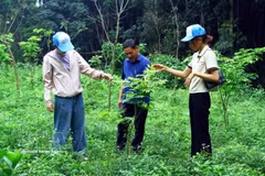 Les habitants plantent des arbres indigènes en amont des cours d'eau dans les zones montagneuses de la province de Quang Tri (Centre). Photo : VNA