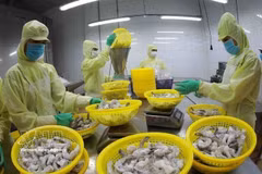 Transformation de crevettes congelées pour l'exportation dans l'usine du groupe Minh Phu, dans la province de Hâu Giang. Photo : VNA