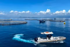Zone d'élevage de barramundis en eau profonde utilisant des technologies de pointe, exploitée par Australis Vietnam Seafood Co., Ltd. dans la baie de Van Phong, province de Khanh Hoa. Photo: VNA