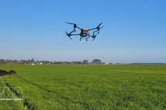 Pulvérisation aérienne des pesticides par drones sur une rizière dans la commune de Long Diên, à Hô Chi Minh-Ville. Photo : VNA