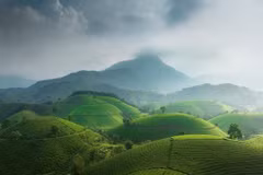 Les collines ondulantes de la vallée de théiers de Long Côc, dans la province de Phu Tho (Nord). Photo: Daniel Kordan 