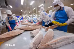  Transformation du thon pour l'exportation. Photo: VNA