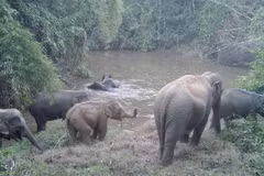 Les experts soulignent que des données spécifiques sur les éléphants mâles, femelles et juvéniles peuvent les aider à évaluer avec précision le potentiel de maintien et de croissance de la population de l’espèce. Photo : gracieuseté de Humane World for Animals