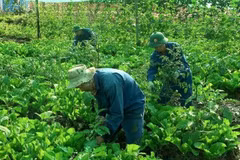 Des jardins potagers luxuriants du corps du génie de l’armée vietnamienne à Abyei. Photo gracieuseté de l’équipe de génie militaire n°3 du Vietnam