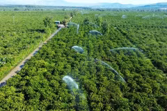 Arrosage du café à l'aide du système d'irrigation économes en eau dans un champ dans la commune de Dak Mar, district de Dak Ha, province de Kon Tum. Photo : NDEL