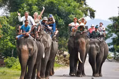 Trek à dos d’éléphant à Dak Lak, sur les Hauts Plateaux du Centre. Photo: Internet