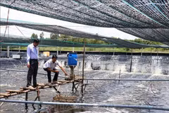 Un modèle d'élevage de crevettes intensif combiné à la protection de l'environnement à Cà Mau. Photo : VNA