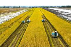 Récolte de riz de haute qualité à faibles émissions. Photo : Ta Quang/Laodong