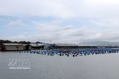 Les radeaux aquacoles sur la rivière Rang, dans la commune de Long Son, tirent profit de la transformation numérique, en exploitant la technologie pour les opérations d'élevage et la vente en ligne. Photo : VNA