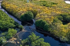 Ru Cha, la plus vaste forêt de mangroves primaires de la lagune de Tam Giang. Photo : VNA