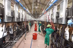 Collecte de lait à la ferme laitière de Vinamilk, située dans la zone d'élevage centralisée de Nhon Tân, dans la commune d'An Nhon Tây, province de Gia Lai. Photo : VNA