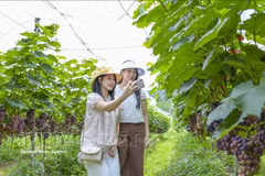 Des touristes se prennent des photos au milieu des vignes luxuriantes de la commune de Muong Phan, province de Diên Biên. Photo : VNA