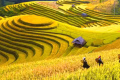 Hoàng Su Phì entre dans la saison des rizières dorées en septembre. Photo : ninhthuantravels.com