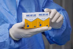 Le vaccin contre la peste porcine africaine AVAC ASF LIVE. Photo : AVAC