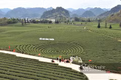 Les collines de thé de la commune de Binh Thuân, au pied du col de Pha Đin, attirent les touristes en quête d'expériences uniques. Photo : danviet.vn