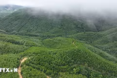 Selon les données du ministère de l’Agriculture et de l’Environnement, sur 14,9 millions d’hectares de forêts, le potentiel total est estimé à environ 70 millions de tonnes de crédits carbone ; cependant, la valeur économique tirée de cette ressource reste modeste. Photo : VNA