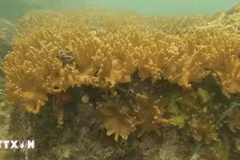La lumière naturelle du soleil illumine un récif de corail chou-fleur vibrant dans les eaux de l’aire marine protégée de Cà Mau. Photo : VNA