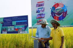 Un agriculteur de An Giang teste une station de capteurs d'irrigation économe en eau dans le cadre du programme d’un million d’hectares de riz de haute qualité à faibles émissions. Photo : VNA