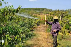Ro Mah Thuy possède désormais sept hectares de plantations d’anacardiers, plus de 2 100 mètres carrés de café et 1 400 mètres carrés de rizières, ce qui lui permet d’assurer un revenu stable pour subvenir aux besoins de sa famille. Photo : VNA
