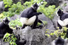 Des recensements récents indiquent que le pays abrite entre 562 et 570 langurs de Delacour répartis en 81 à 82 groupes, dont environ 95% sont concentrés dans la province de Ninh Binh.