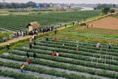 Touristes visitant la zone de production agricole riveraine de la commune de Da Phuc. Photo : VNP
