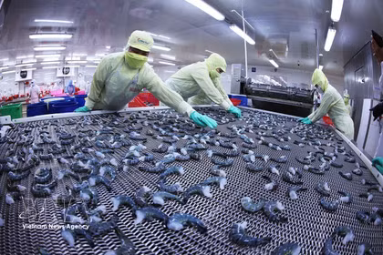 Les produits à base de crevettes sont surgelés selon la technologie IQF, garantissant ainsi le respect des normes d'exportation. Photo : VNA