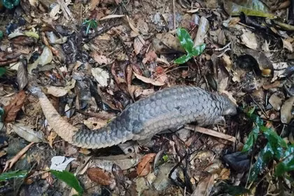 Le pangolin de Java a été relâché dans son habitat naturel. Photo: Centre de sauvetage, de conservation et de développement des créatures