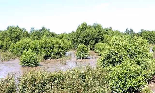 Forêts de mangrove dans le district d'An Bien, province de Kien Giang (Photo : VNA)