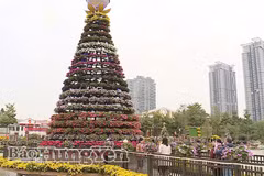 Le "Festival des fleurs de la province de Hung Yen" se tiendra du 25 au 31 décembre dans la commune de Phung Cong. Photo: journal de Hung Yen