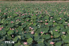 Dong Thap valorise les produits à base de lotus
