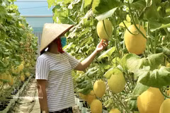Au cours des quatre premiers mois de l’année 2026, le secteur agricole vietnamien a maintenu une trajectoire de croissance stable. Photo: VNA