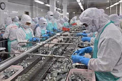 Transformation de crevettes congelées pour l'exportation à la société Minh Phu. Photo : VNA