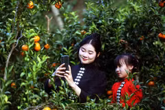 Son La : La mandarine, vecteur de développement durable et d'agrotourisme à Chieng Coi