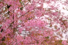 Quand Dà Lat rosit : la saison de floraison des cerisiers attire les foules