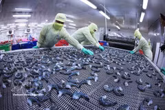 Les produits à base de crevettes sont surgelés selon la technologie IQF, garantissant ainsi le respect des normes d'exportation. Photo : VNA