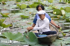 Voyage sensoriel autour du thé au lotus blanc à Hue