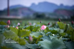 Le lotus, fleur emblématique de l’âme vietnamienne
