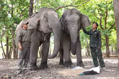 Dak Lak : L’engagement infatigable des "gardiens de géants" au cœur de la jungle
