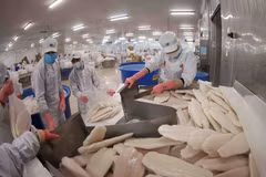 Le marché du Moyen-Orient privilégie fortement les pangasius vietnamiens répondant aux normes halal. Photo : VNA 