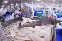 Le filet de pangasius est un produit d'exportation vietnamien vers le Canada. Photo d'illustration : VNA