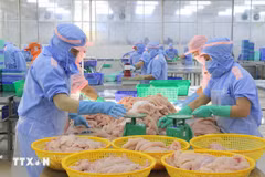 Chaîne de transformation de crevettes destinées à l'exportation dans une usine de Minh Phu Seafood, dans la province de Ca Mau. Photo : VNA