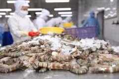 Au cours des neuf premiers mois de 2026, les exportations vietnamiennes de crevettes génèrent 3,7 milliards de dollars. Photo: baodautu.vn
