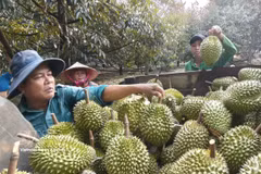 Le durian vietnamien s'ouvre les portes d’un marché de 1,4 milliard d’habitants. Photo: VNA