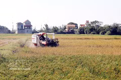 Récolte du riz dans la commune de Xuan Giang, province de Ninh Binh. Photo : VNA