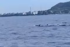 Un banc de dauphins fait apparition près de l'île de Ly Son, province de Quang Ngai. Photo: capture d'écran d'une vidéo